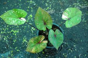 Beautiful Caladium bicolor colorful leaf in the garden. photo