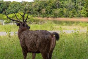 The male brown deer is beautiful the horn is in the forest park. photo