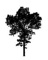 Tree silhouette for brush on white background photo