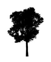 Tree silhouette for brush on white background photo