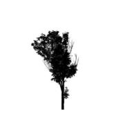 Tree silhouette for brush on white background photo