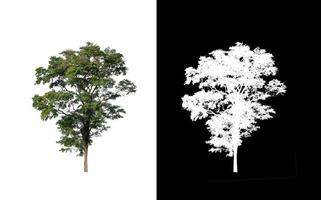 tree isolated on white background with clipping path and alpha channel photo