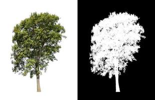 tree isolated on white background with clipping path and alpha channel photo