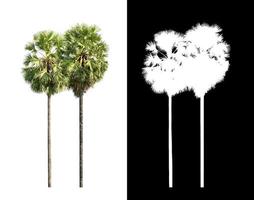 Sugar palm isolated on white background with clipping path and alpha channel photo