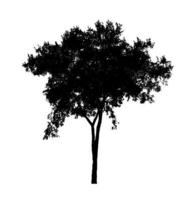 Tree silhouette for brush on white background photo