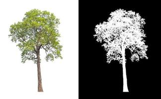 tree isolated on white background with clipping path and alpha channel photo