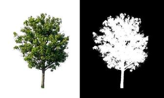 single tree with clipping path and alpha channel on black background photo