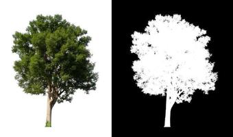 single tree with clipping path and alpha channel on black background photo