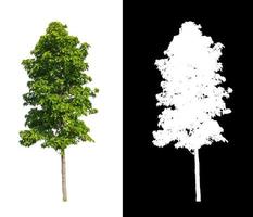 tree isolated on white background with clipping path and alpha channel photo