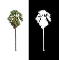 Sugar palm isolated on white background with clipping path and alpha channel photo