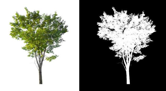 tree isolated on white background with clipping path and alpha channel photo