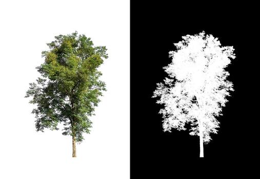 tree isolated on white background with clipping path and alpha channel photo