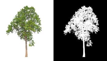 tree isolated on white background with clipping path and alpha channel photo