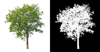 tree isolated on white background with clipping path and alpha channel photo