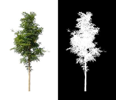tree isolated on white background with clipping path and alpha channel photo