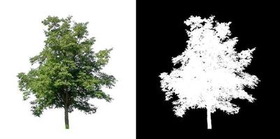 tree isolated on white background with clipping path and alpha channel photo