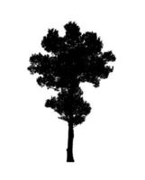 Tree silhouette for brush on white background photo