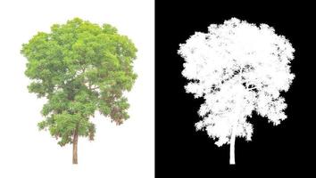 tree isolated on white background with clipping path and alpha channel photo