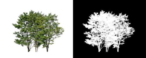 tree isolated on white background with clipping path and alpha channel photo