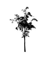 Tree silhouette for brush on white background photo