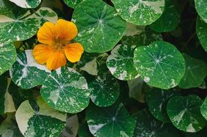 Orange color nasturtium flowers or Garden nasturtium, Indian cress, or monks cress with its tree and leaves. photo