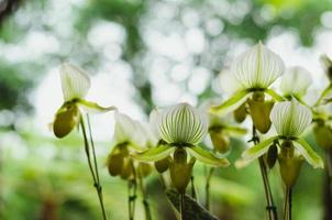 colorida zapatilla paphiopedilum o zapatilla de dama orquídea que florece en el jardín. foto