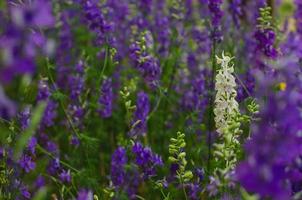 la flor blanca consolida regalis se destaca entre el color púrpura de ellos para el concepto de temporada de primavera. foto