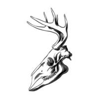 Ilustración de vector de cabeza de ciervo cráneo