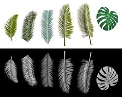 Set of isolated realistic palm leaves colored and grayscale. Vector illustration.