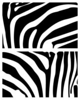 background skin zebra zebra zebra skin texture background zebra vector