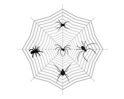 araña diferente en una web sobre un fondo blanco vector