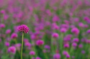 Pink color Globe amaranth flower with colorful blurry background. photo