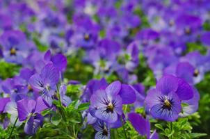 Purple Horned Pansy flowers in garden for spring season concept. photo