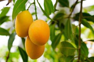 ciruela mariana o ma yong chid que parece ciruela pero sabe a mango en su árbol. foto