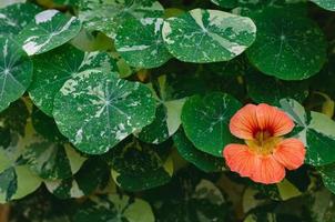 Orange color nasturtium flowers or Garden nasturtium, Indian cress, or monks cress with its tree and leaves. photo