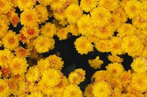 arbusto de flores de crisantemo amarillo para el concepto de temporada de primavera.