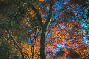 Blurred reflection of colorful maple leaves tree background in Autumn season of Japan. photo