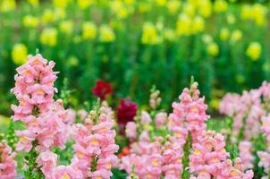 coloridas flores de dragón en el jardín para el concepto de temporada de primavera. foto