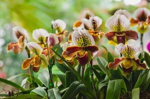 Colorful Paphiopedilum slipper or Lady slipper orchid blooming in the garden. photo