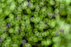 Green color bokeh lights for abstract and background photo. photo