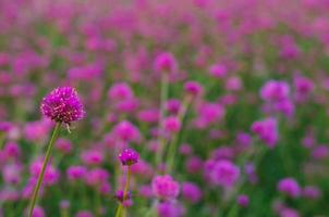 Pink color Globe amaranth flower with colorful blurry background. photo