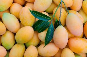 Background of marian plum or Ma Yong Chid which looks like plum but taste like mango. photo
