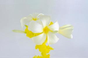 Frangipani or Plumeria flower with partial focus of dissolving yellow poster color in water photo