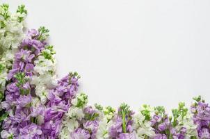 endecha plana de flores matthiola incana de color púrpura y blanco puestas sobre fondo blanco para el concepto de temporada de flores de primavera. foto