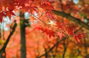 Focus and blurred colorful maple leaves tree background in Autumn of Japan. photo