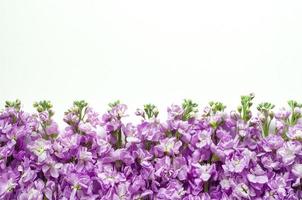 endecha plana de color púrpura matthiola incana flores puestas sobre fondo blanco para el concepto de temporada de flores de primavera.