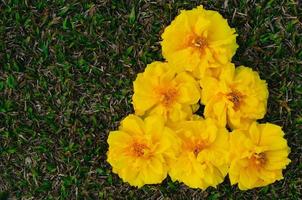 Cochlospermum regium or Yellow Cotton Tree flowers drop on the floor for spring flower concept. photo