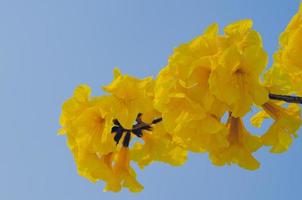 Tabebuia aurea flowers blooming on its tree branches with bright blue sky background. photo