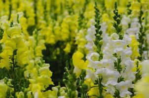 Colorful snapdragon flowers in garden for spring season concept. photo