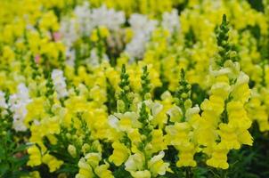 coloridas flores de dragón en el jardín para el concepto de temporada de primavera. foto